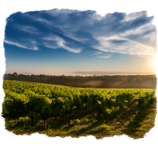 visit winery tour